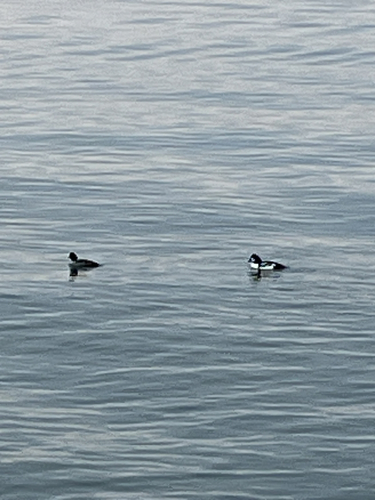 Barrow's Goldeneye (Bucephala islandica), photo 3