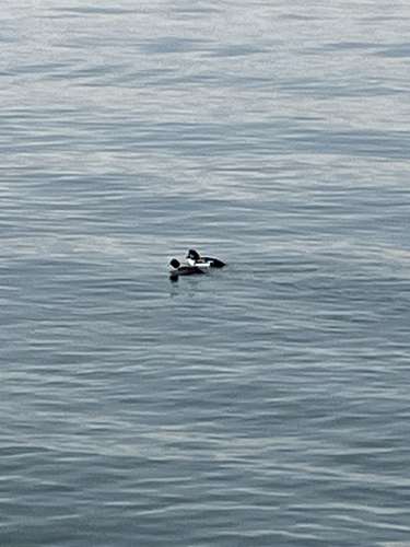 Barrow's Goldeneye (Bucephala islandica), photo 2