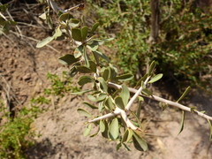 Schinus johnstonii