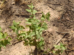 Salvia cuspidata