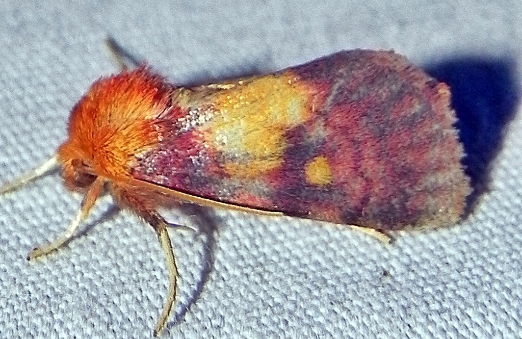 Epauletted Pitcher Plant Moth