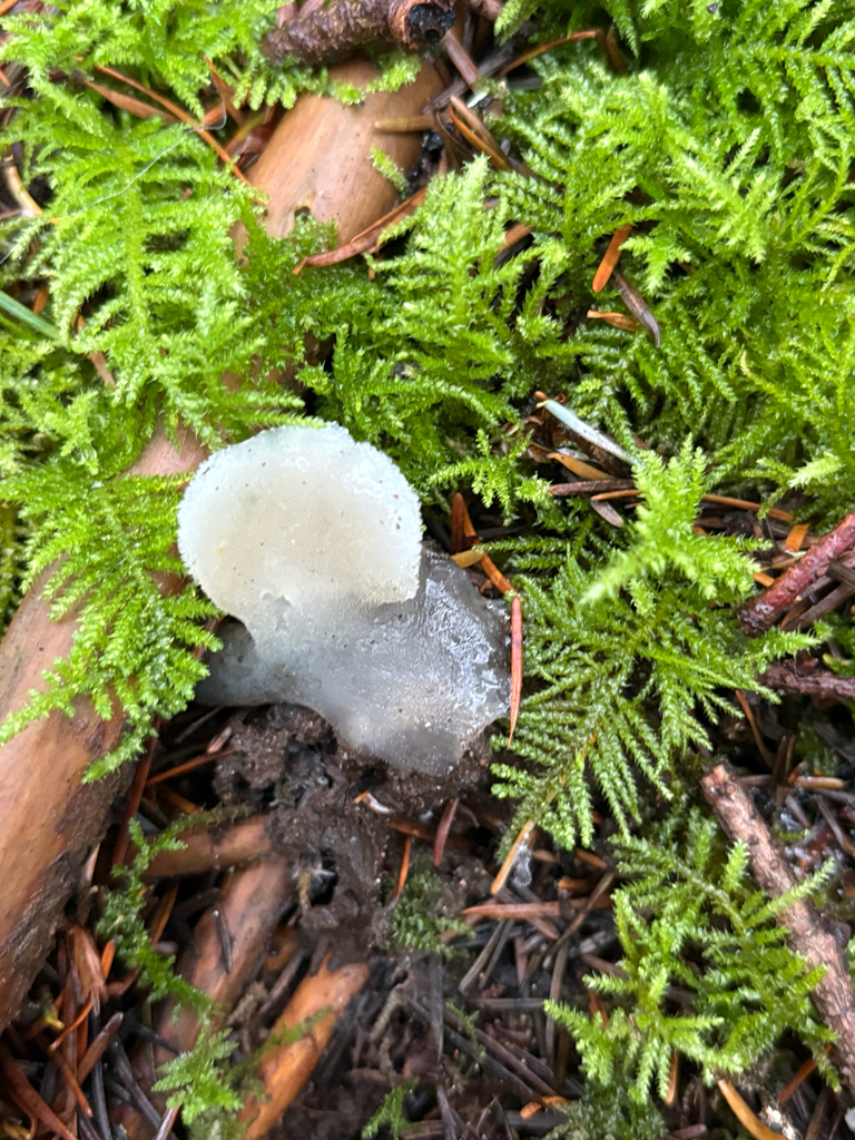 Pseudohydnum gelatinosum · January 2026 · photo: © eschov39 (iNaturalist, cc0)