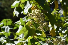 Montanoa leucantha