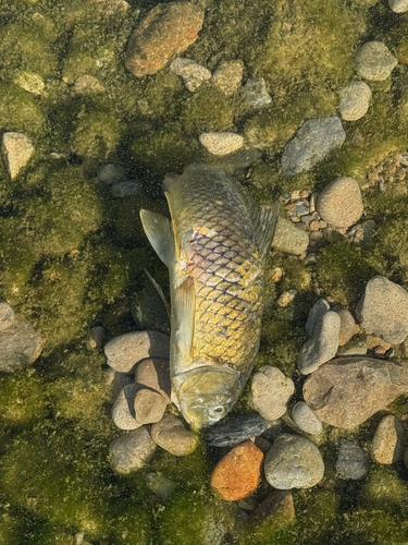 Common carp (Cyprinus carpio) — Cyprinidae