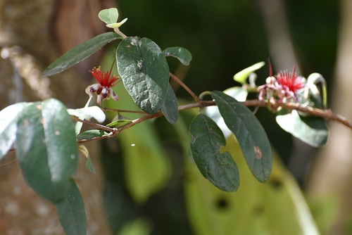 Feijoa sellowiana
