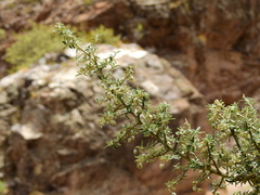 Atamisquea emarginata