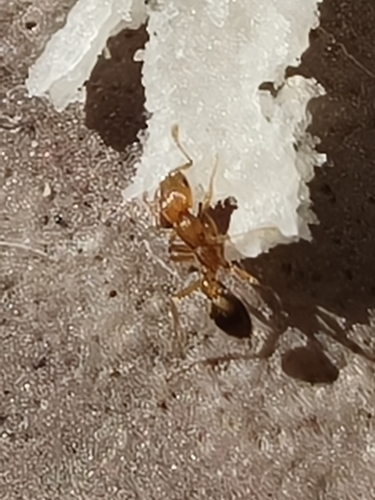 背视图图像 - Sinaloa Silvestre