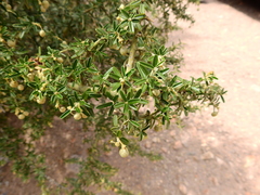 Atamisquea emarginata
