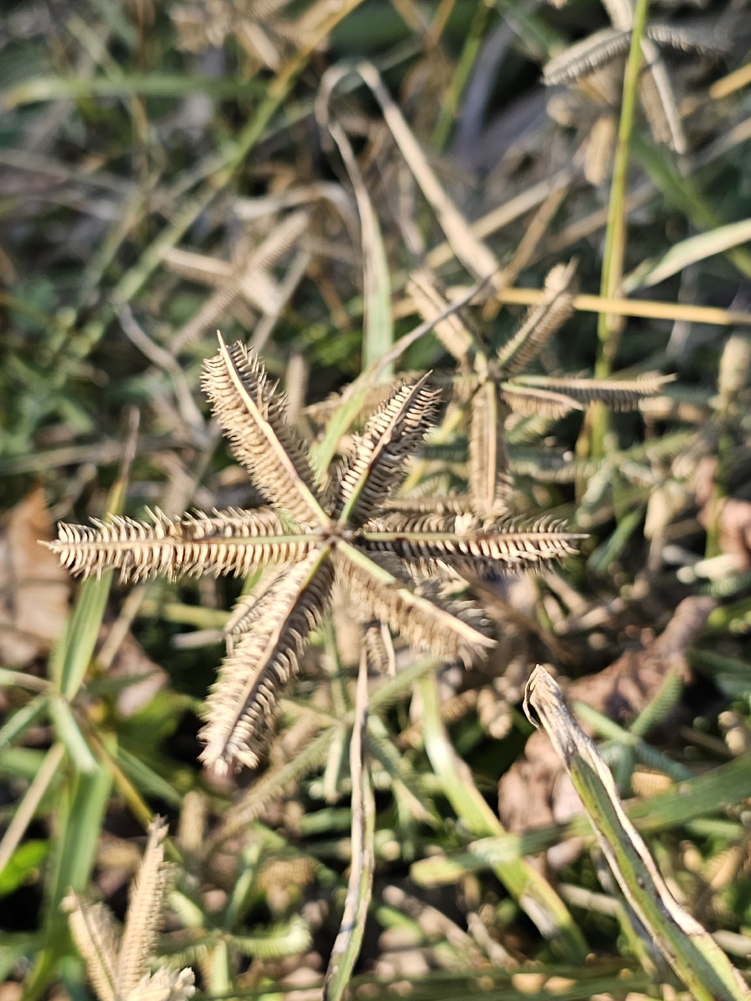 Egyptian crowfoot grass
