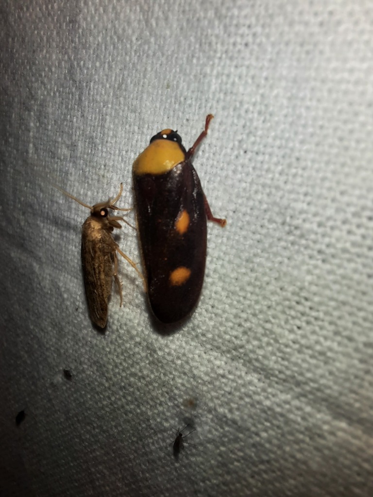 Hemitriecphora claricella