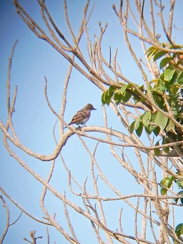 Tirano dorso negro observed by luz0099