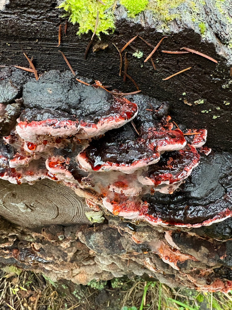 Fomitopsis cajanderi · January 2026 · photo: © eschov39 (iNaturalist, cc0)