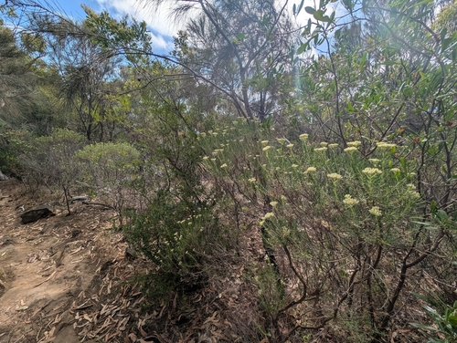 Cassinia complanata, photograph 3