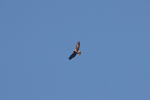 Avistamiento Aguilucho lagunero occidental