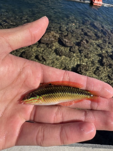 Clown wrasse (Halichoeres maculipinna) — Labridae — 3