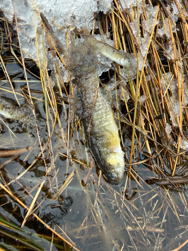 Killifish (Fundulus heteroclitus) — Fundulidae