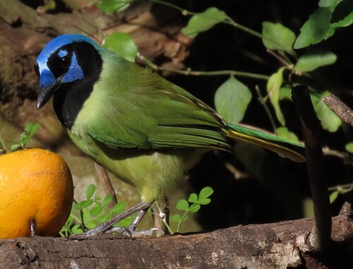 Green Jay (Cyanocorax yncas), photo 2