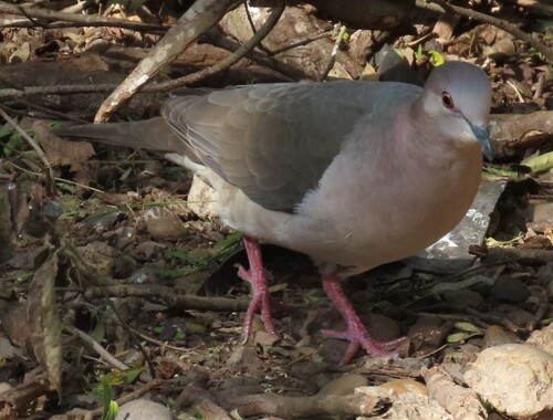 White-tipped Dove (Leptotila verreauxi), photo 4