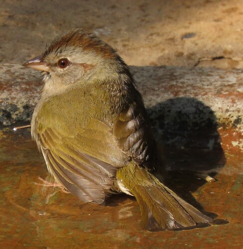 Olive Sparrow (Arremonops rufivirgatus)