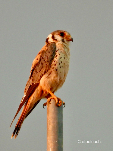American Kestrel