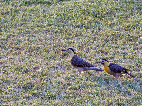 Campo Flicker