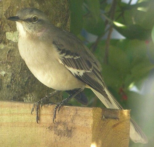 Northern Mockingbird (Mimus polyglottos), photo 4
