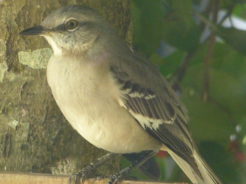 Northern Mockingbird (Mimus polyglottos), photo 3