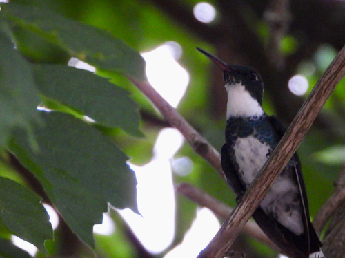 White-throated Hummingbird
