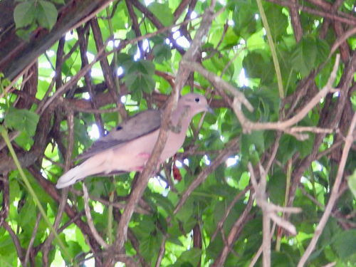 Eared Dove