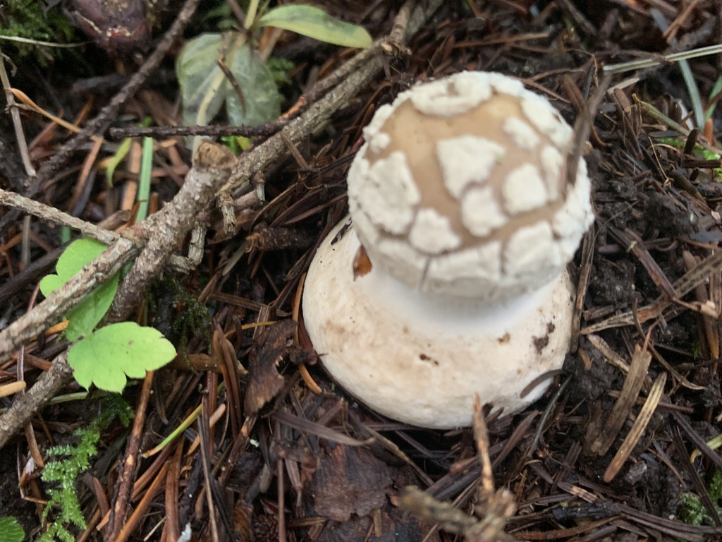 Amanita pantherinoides · January 2026 · photo: © davidbroadland (iNaturalist, cc0)