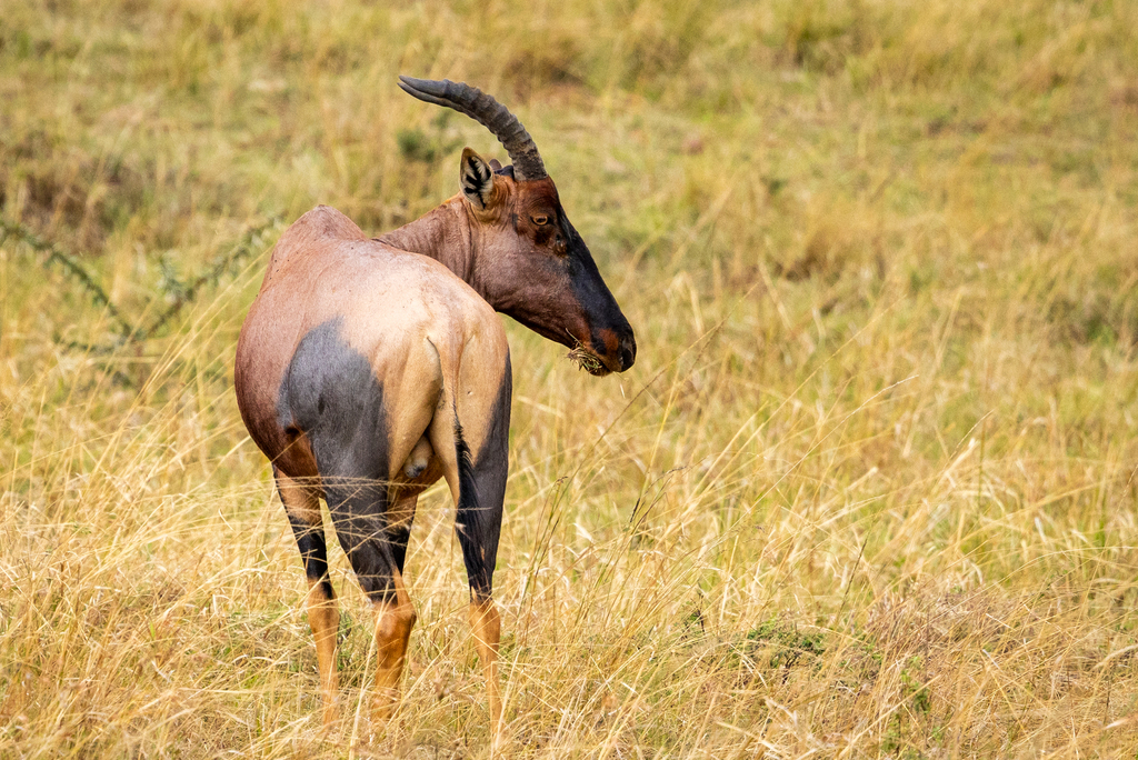 Damaliscus lunatus jimela, Mara, Kenya, by mikeambrose