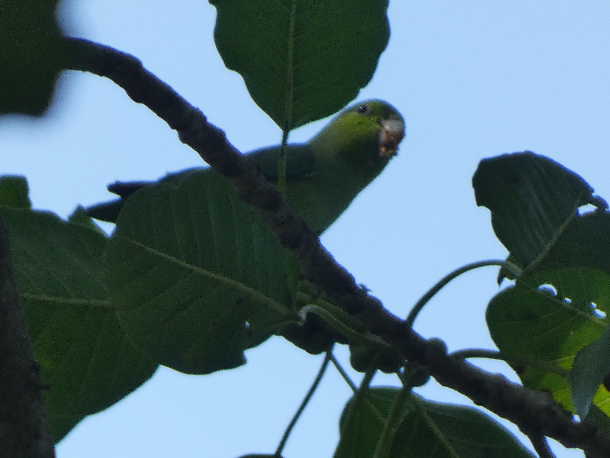 Mexican Parrotlet (Forpus cyanopygius), photo 1
