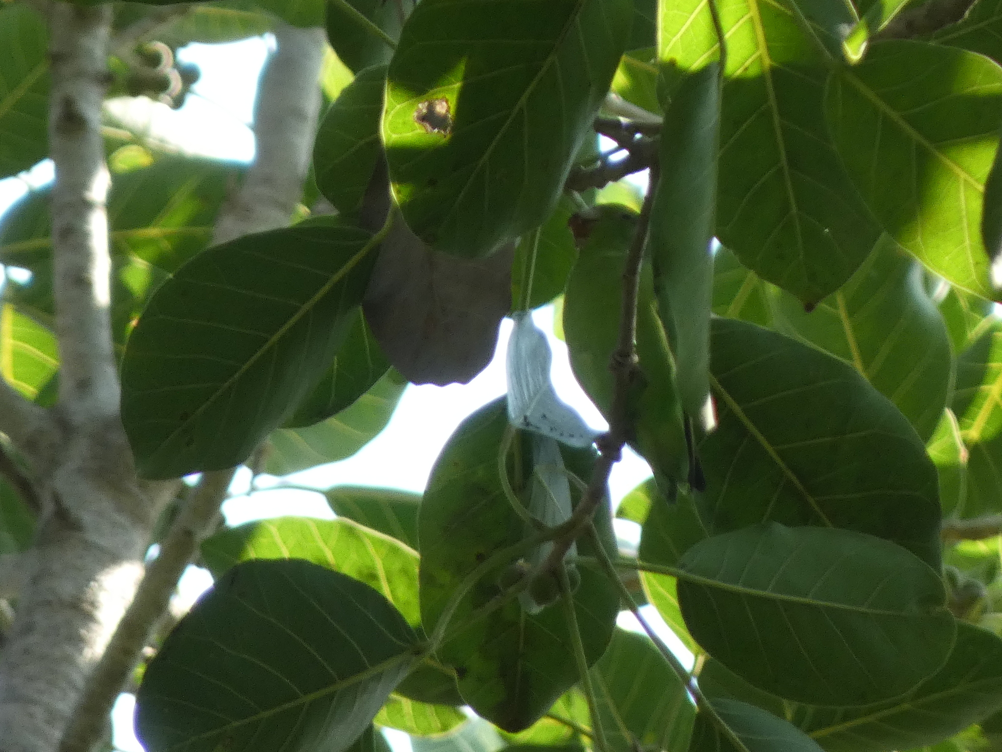 Mexican Parrotlet (Forpus cyanopygius), photo 2