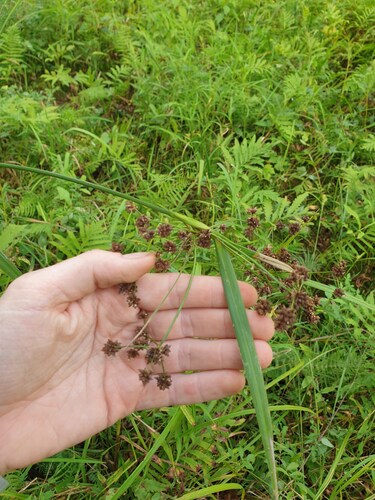 dark green bulrush (Scirpus atrovirens)