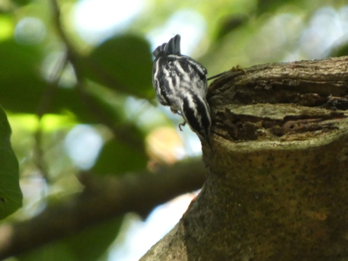 Black-and-white Warbler (Mniotilta varia), photo 2