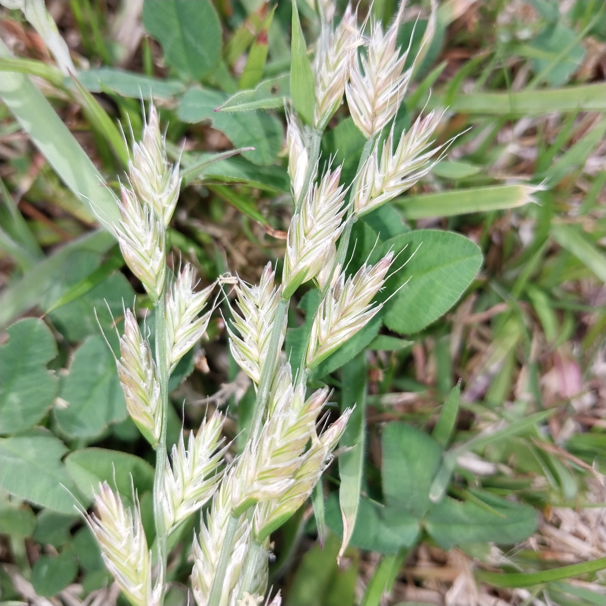 Italian ryegrass