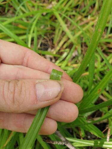 hairy sedge (Carex hirtifolia)