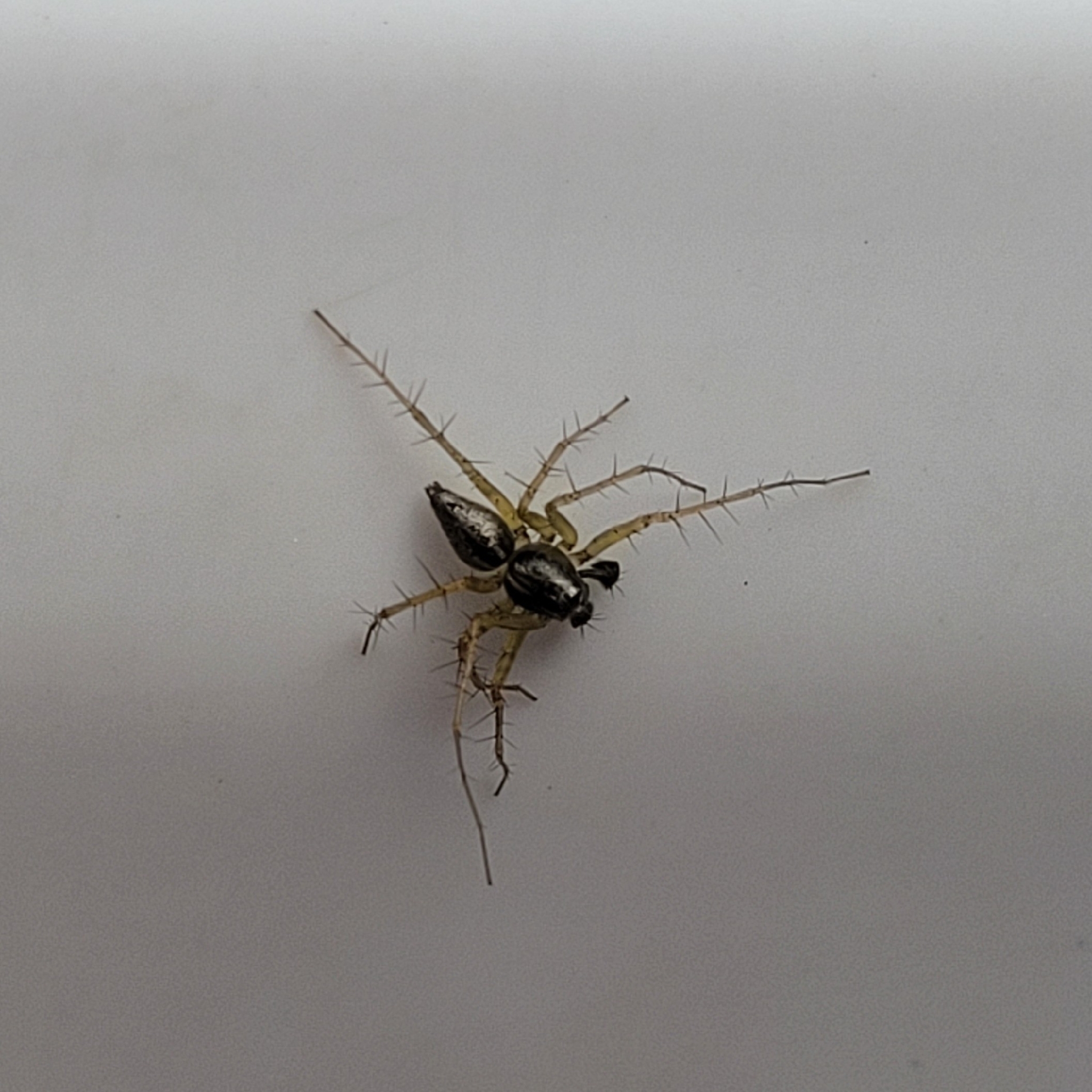 Oxyopes salticus Hentz, 1845
