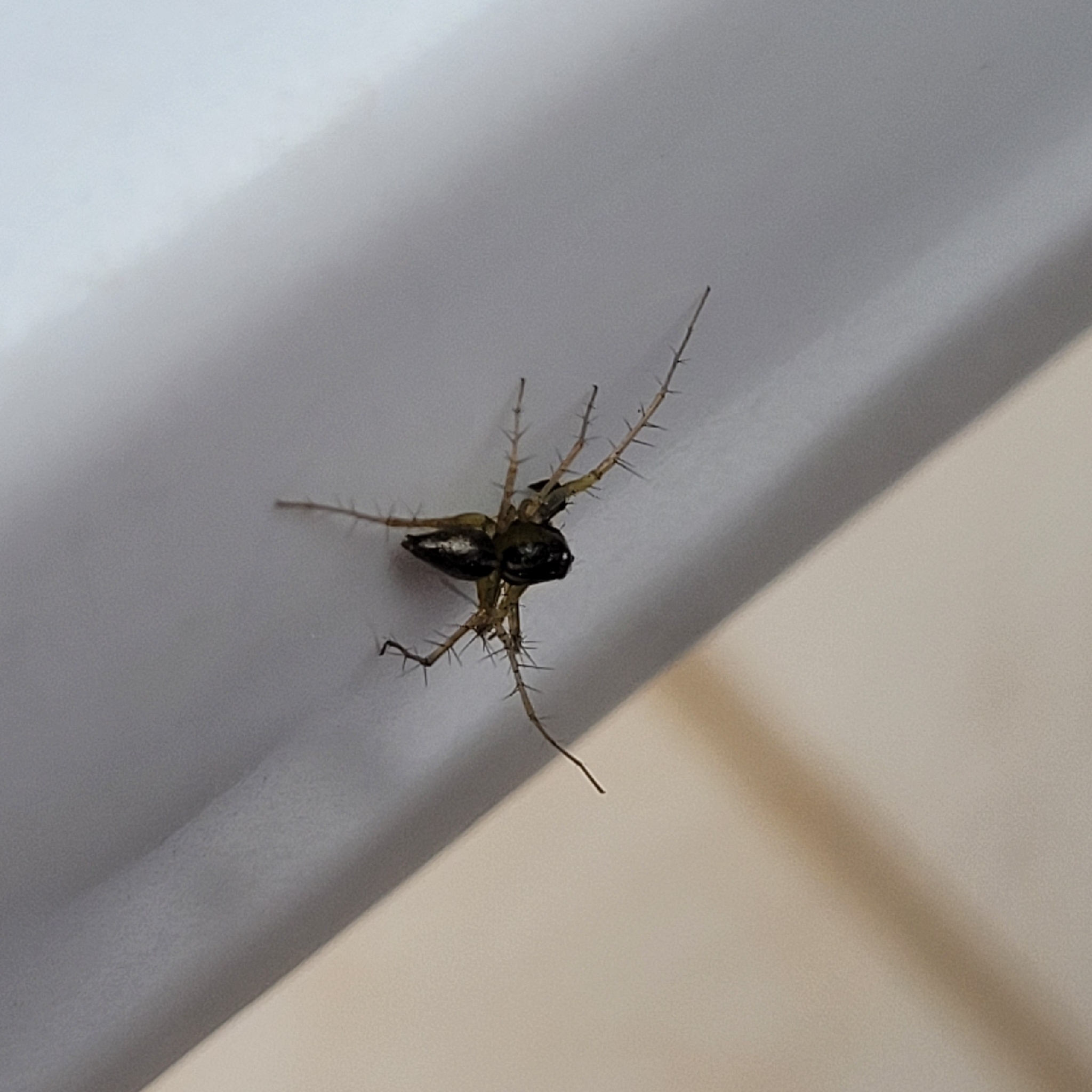 Oxyopes salticus Hentz, 1845