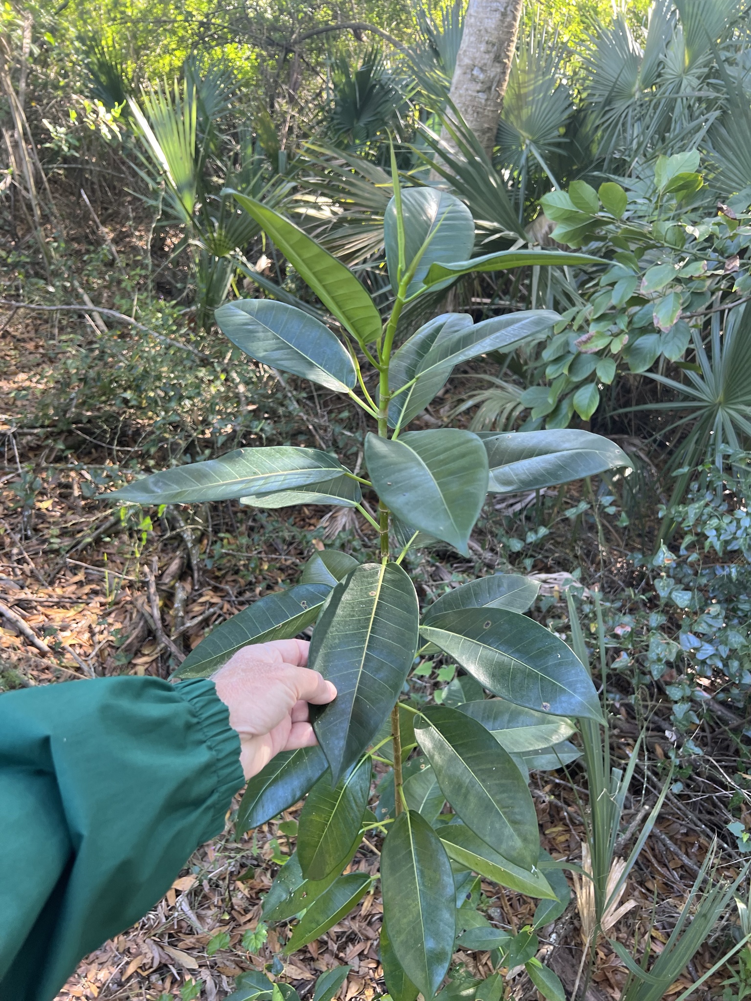 Florida strangler fig