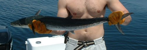 King Mackerel (Scomberomorus cavalla) — Scombridae