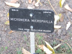 Micromeria microphylla