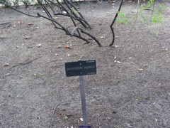 Chrysojasminum humile