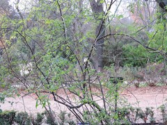 Chrysojasminum humile