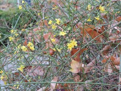 Jasminum beesianum