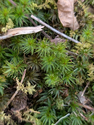 Atrichum crispulum observed 2026-01-01