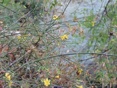Jasminum beesianum