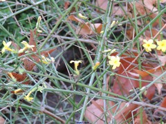 Jasminum beesianum