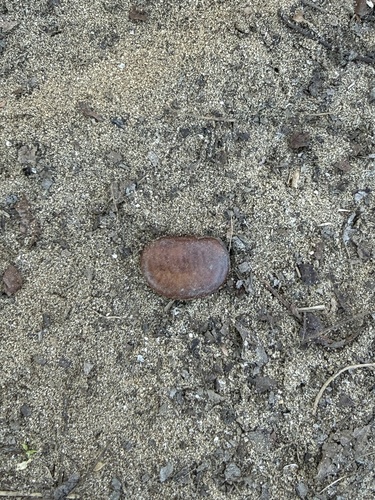 Foto de Paguma ou Pawpaw