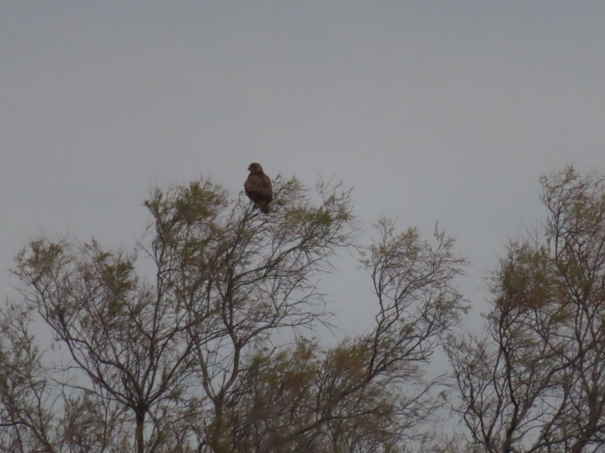 Buteo buteo (Linnaeus, 1758)